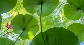 恩佐在英超的崛起：51次进球机会背后的战术分析与故事